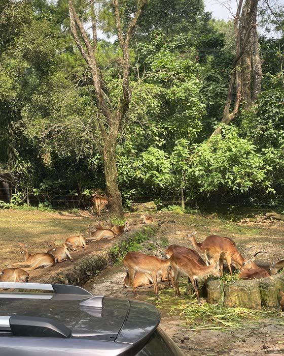 Rusa berkumpul di taman